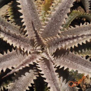 Dyckia Marathon x Bone