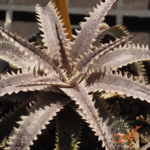 Dyckia Marathon x Bone