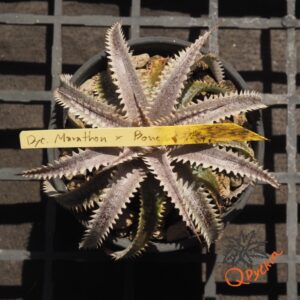 Dyckia Marathon x Bone