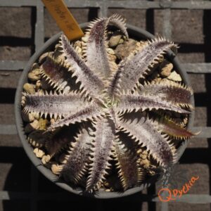 Dyckia Marathon x Bone