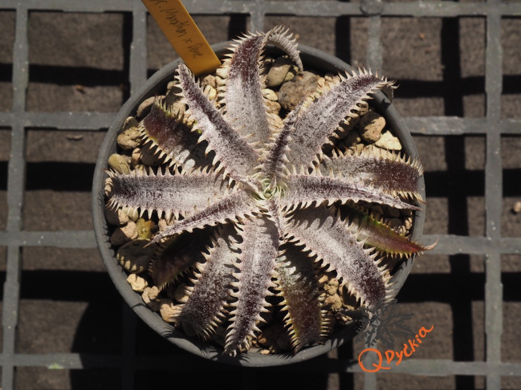 Dyckia Marathon x Bone