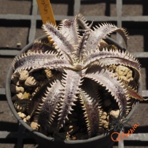 Dyckia Marathon x Bone