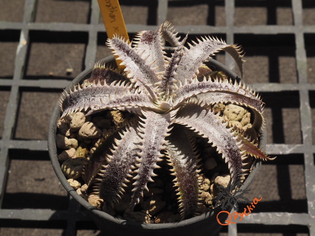 Dyckia Marathon x Bone