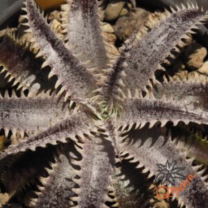 Dyckia Marathon x Bone