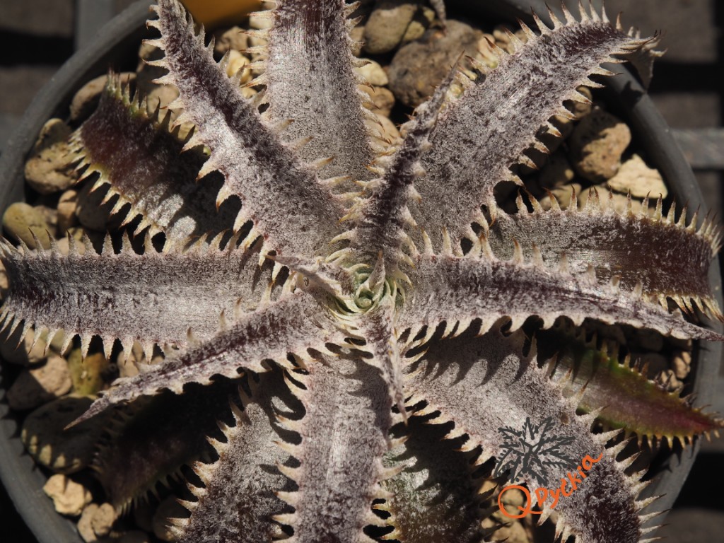 Dyckia Marathon x Bone