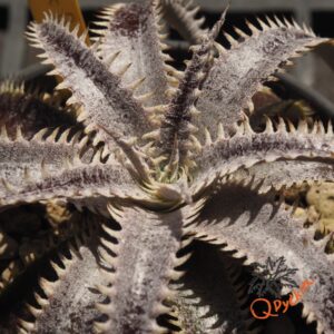 Dyckia Marathon x Bone