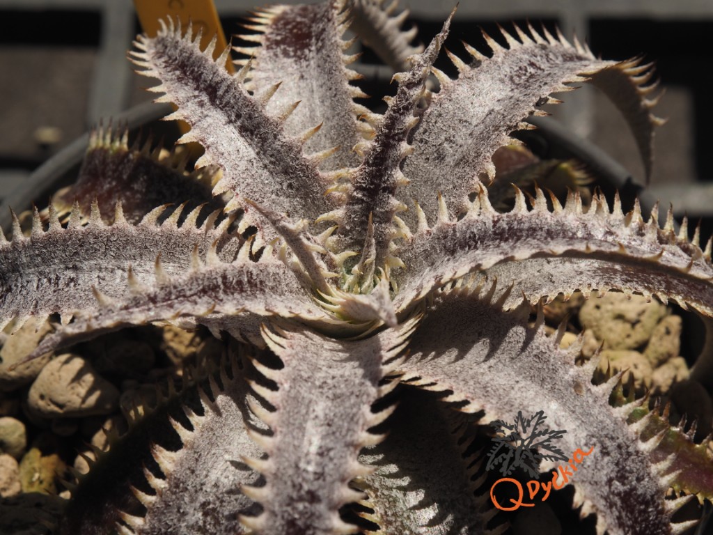 Dyckia Marathon x Bone