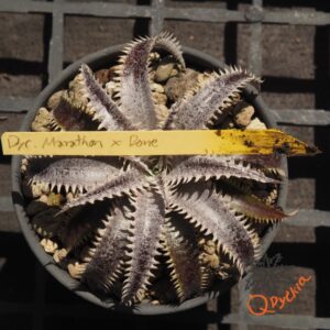 Dyckia Marathon x Bone