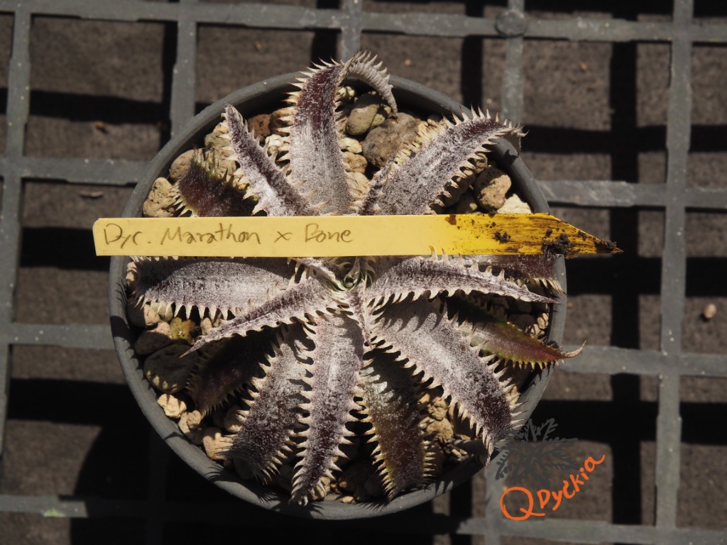 Dyckia Marathon x Bone