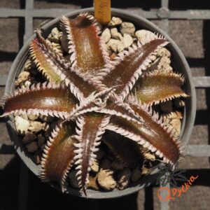 Dyckia Wasabi x Marathon