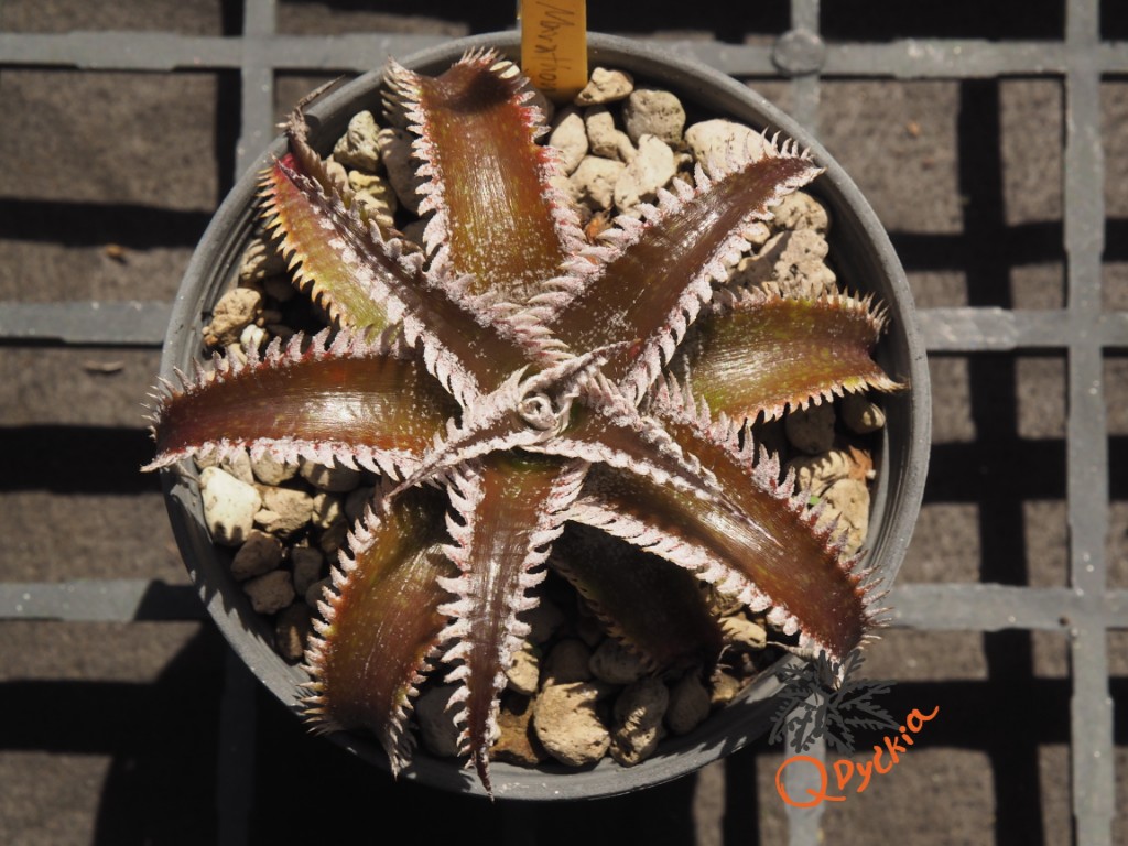 Dyckia Wasabi x Marathon