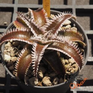 Dyckia Wasabi x Marathon