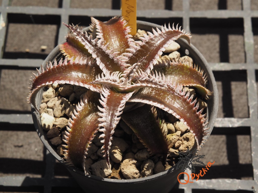 Dyckia Wasabi x Marathon
