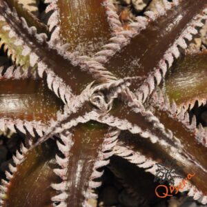 Dyckia Wasabi x Marathon