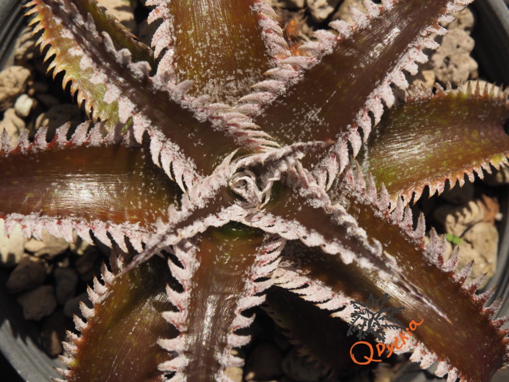 Dyckia Wasabi x Marathon