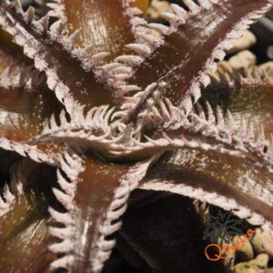 Dyckia Wasabi x Marathon
