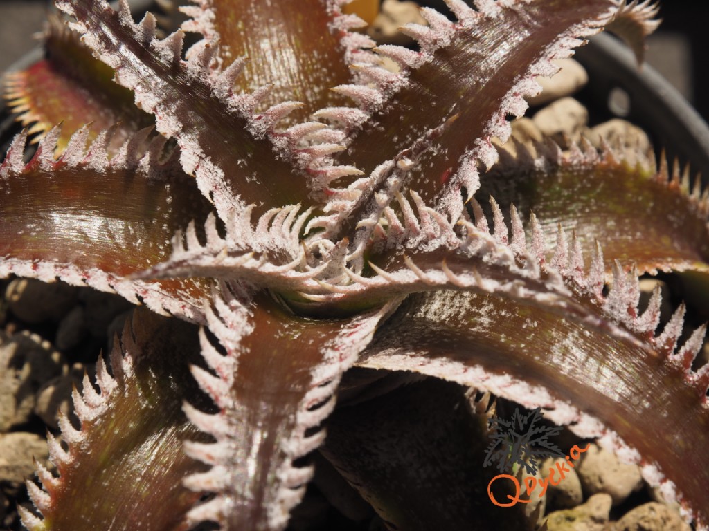 Dyckia Wasabi x Marathon
