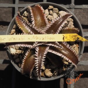 Dyckia Wasabi x Marathon