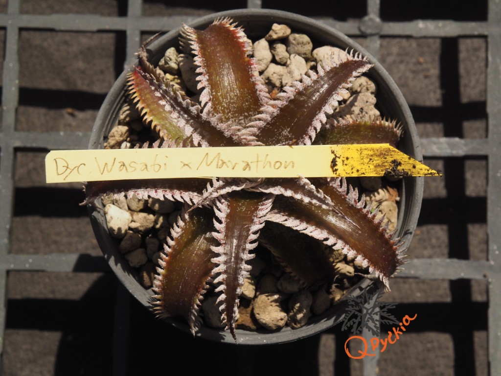 Dyckia Wasabi x Marathon