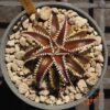 Dyckia Marathon x Bone