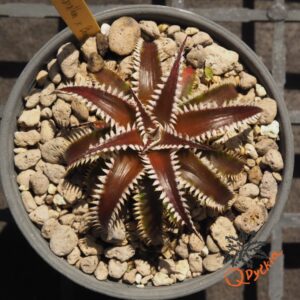 Dyckia Marathon x Bone