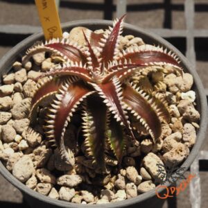 Dyckia Marathon x Bone