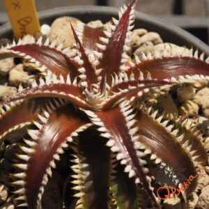 Dyckia Marathon x Bone