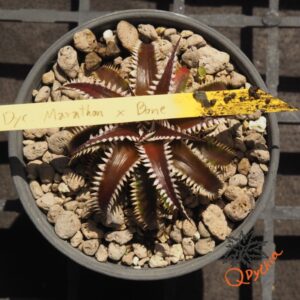Dyckia Marathon x Bone