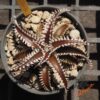 Dyckia (HH x Bone) x Marathon