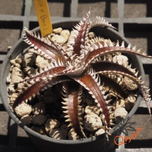 Dyckia (HH x Bone) x Marathon