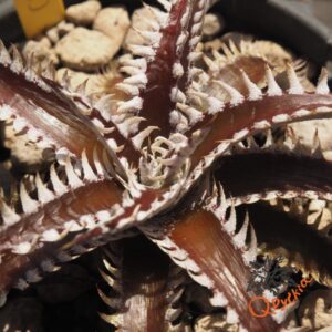 Dyckia (HH x Bone) x Marathon