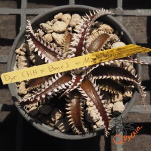 Dyckia (HH x Bone) x Marathon
