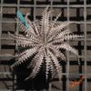 Dyckia 4th of July
