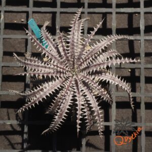 Dyckia 4th of July