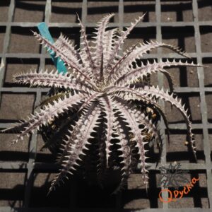 Dyckia 4th of July
