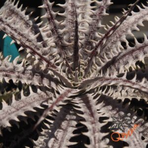 Dyckia 4th of July