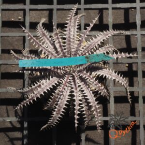 Dyckia 4th of July