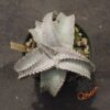 Dyckia ML Super Wide Leaf x HU-5