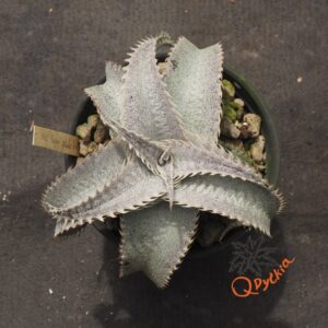 Dyckia ML Super Wide Leaf x HU-5