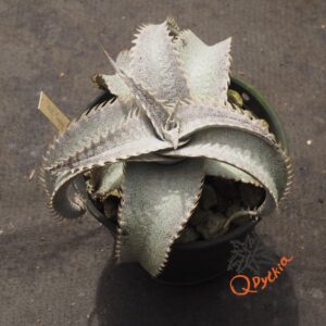 Alternative view of Dyckia ML Super Wide Leaf x HU-5