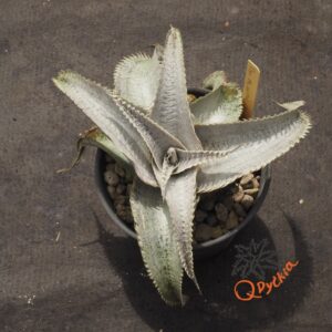 Dyckia ML Super Wide Leaf x Red Lotus
