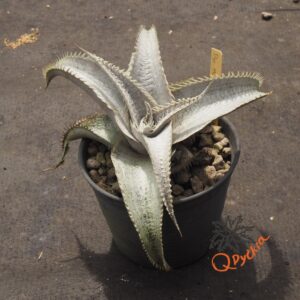 Alternative view of Dyckia ML Super Wide Leaf x Red Lotus