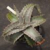 Dyckia HU-5 x T-REX