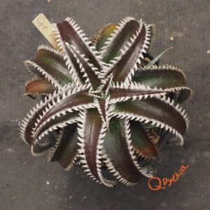 Dyckia HU-5 x Red Lotus