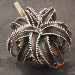 Alternative view of Dyckia HU-5 x Red Lotus