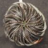 Dyckia Hybrid Tarzan #Q-04 x Squid