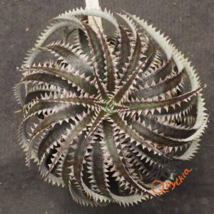 Dyckia Hybrid Tarzan #Q-04 x Squid