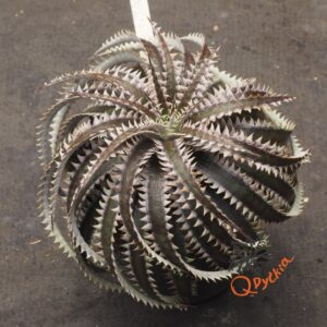 Alternative view of Dyckia Hybrid Tarzan #Q-04 x Squid