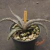 Dyckia (Red Shark x Gray Ops) x Heaven and Hell