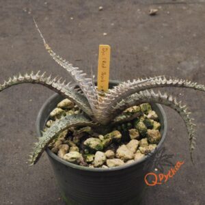 Dyckia (Red Shark x Gray Ops) x Heaven and Hell